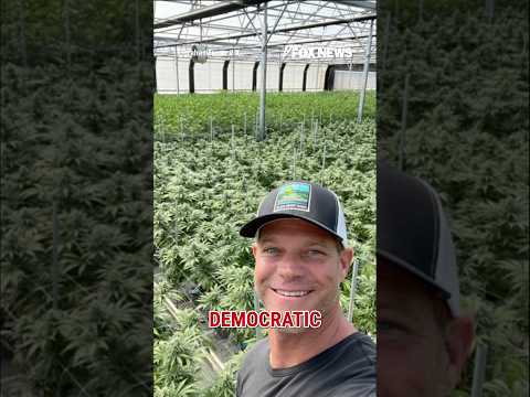 ICE raid uncovers Newsom's ties to cannabis farm #shorts #foxnews #news #us #fox #newsom #california
