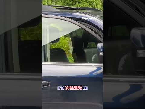 CLEVER BEAR: Black bear opens woman's car doors in driveway #shorts #wildlife #bear #car #crazy #us