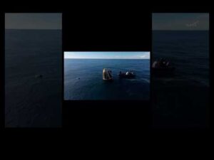 Dolphins join splashdown celebration ​⁠​@ElonMusk-FanZone @SpacetoonYouTube  #space #shorts