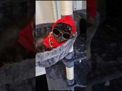 @AaronsAnimals @therock @ElonMusk-FanZone @FunnykiVideos @10Cats @MileyCyrus