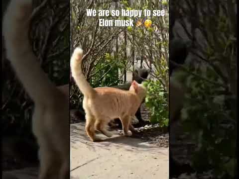 We are so happy to see Elon musk @YouTube @ElonMusk-FanZone #shorts #elonmusk #memes