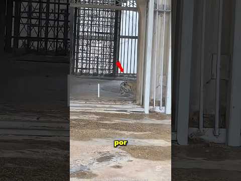 From Cute to TERRIFYING in Seconds! 🐅😳 @ElonMusk-FanZone @NASA #shorts