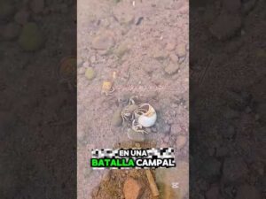 🌍 Hermit Crab Battle for a Shell! 🐚⚔️ @ElonMusk-FanZone @NASA #shorts