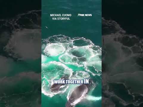 'BREATHTAKING': Humpback whales bubble-net feeding off NY coast #shorts #foxnews #us