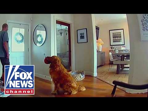 World's NICEST guard dog tries to play with intruder
